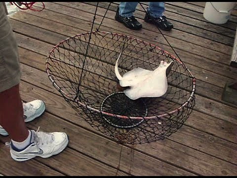 Sunglow Fishing Pier At Daytona Beach Stingrays Caught You Sunglow Fishing Pier At Daytona Beach Stingrays Caught