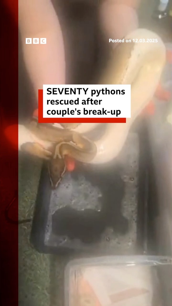 Seventy pythons rescued after couple's break-up. #Snakes #Python #BBCNews