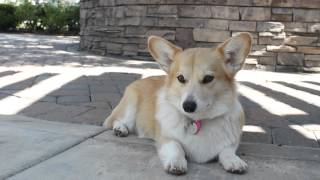 Corgi enjoying a Spring day outdoors by trinketbaby 95 views 11 years ago 14 seconds