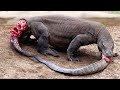 Crazy animals that eat themselves