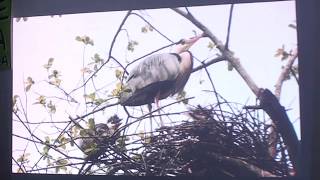 AVES REPRODUCTORAS DE CANTABRIA ... FRENTE AL CAMBIO CLIMÁTICO by Chema Lahidalga 454 views 4 years ago 1 hour, 45 minutes