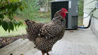 Jiggles Our Crowing Hen