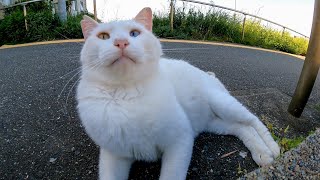 港の怒りん棒白猫ちゃん、今日は大人しいと思ったら最後はキレる