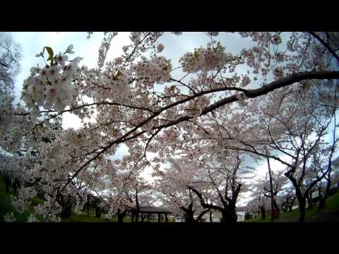 桜の名所　青葉ケ丘公園　北海道森町