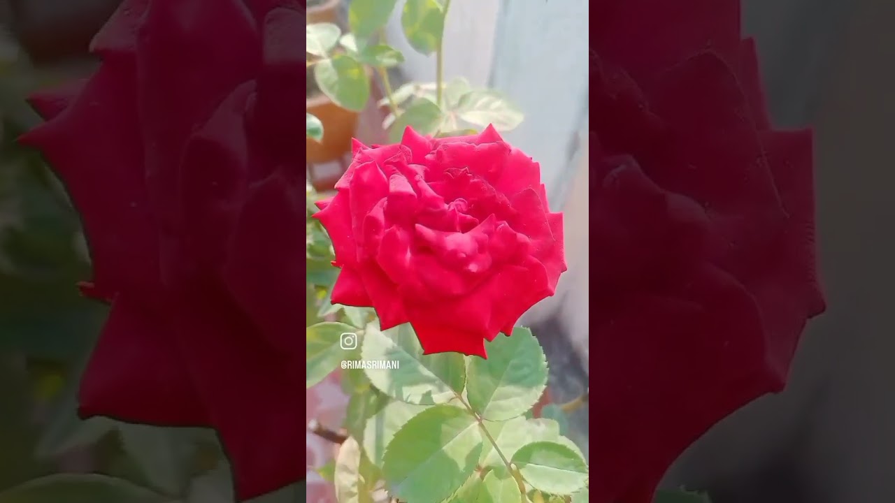 Happy rose day to all my friends...