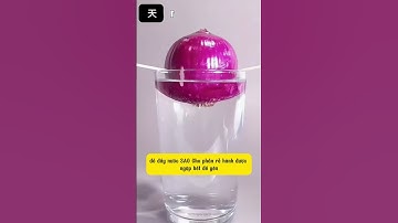 Trồng hành lá vô tận từ củ hành