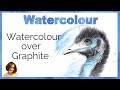 Watercolour with Watersoluble Graphite Emu Drawing