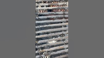 Theo máy cắt bắt cá đồng, con cá lóc đã tay #shorts