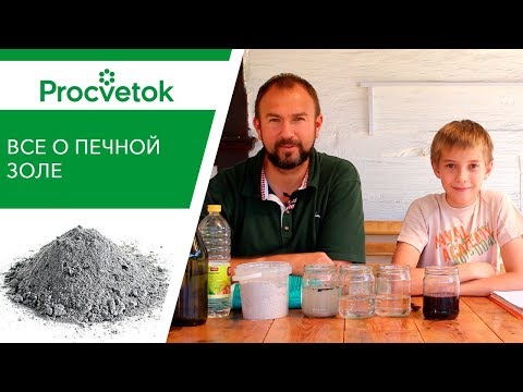 Чем подкормить огурцы и томаты? Печная зола полезные свойства.