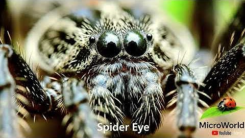 Macro Eyes Up Close – Human, Animal & Insect Eyes in 4K Cinematic Detail