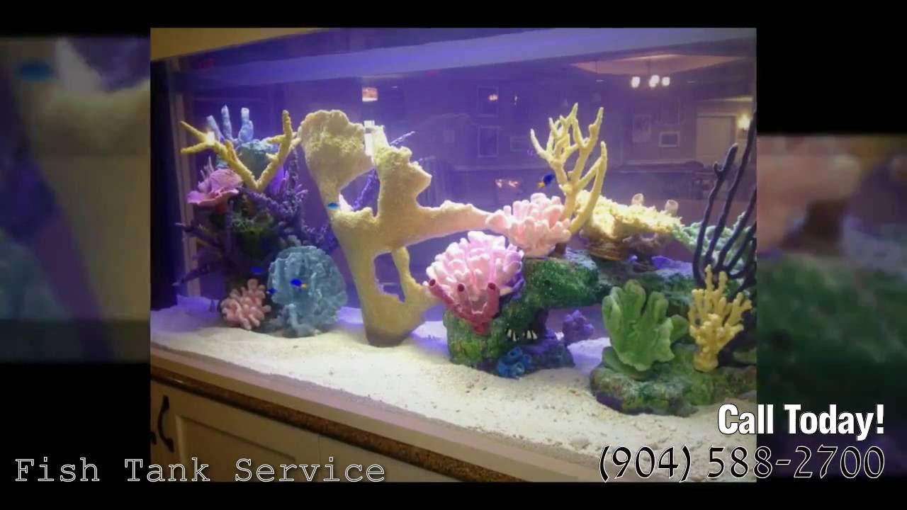 Home Page - Daytona Aquarium - Cichlid Express