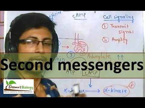 वीडियो: कोशिका में दूसरे संदेशवाहक कहाँ स्थित होते हैं?