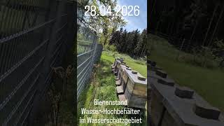 Wichtig: Ab sofort Kontrolle der Weiselzellen (Königinnenzellen)