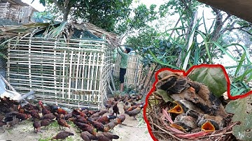 Cực Phê Với Tổ Chim Sát Thủ Và Làm Avi Gà Rừng Rặc | @dantoctaybactv2994