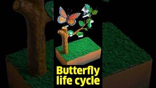 Butterfly life cycle science project