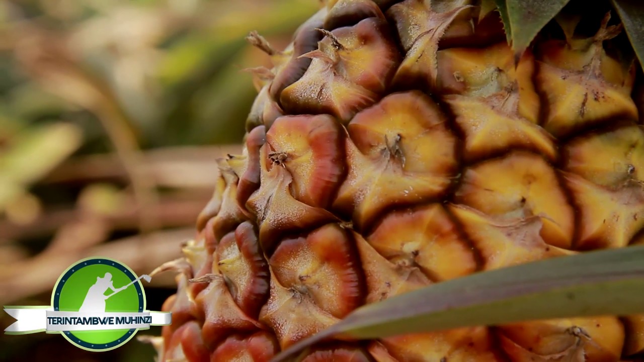 Terintambwemuhinzi Inanasi