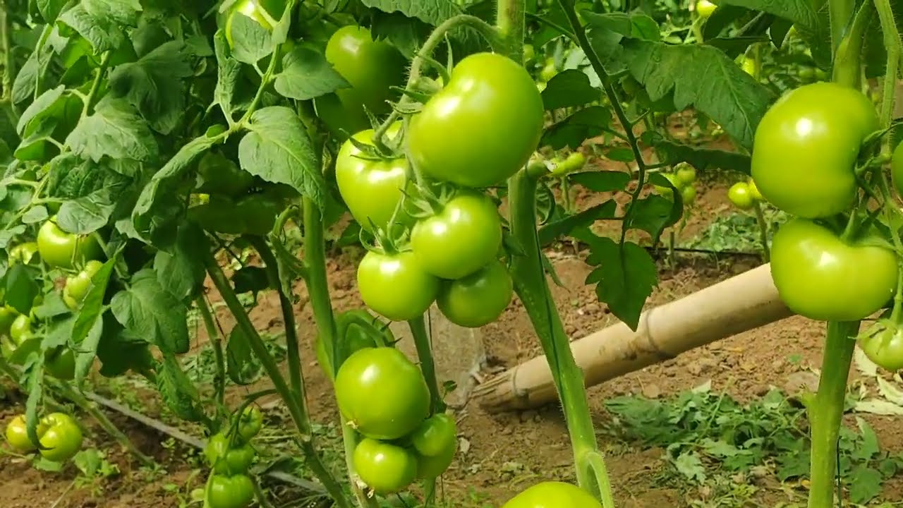 tomate. de alto rendimiento bajo invernadero. 🕵️✍️💵