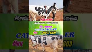 சிந்தாமணி மாடு வேண்டும் இரண்டு மாடு எடுத்து இருக்கு #tn24_sakthi_vlogs