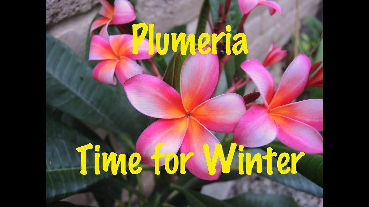 Plumeria - Time to Bring them Indoors for Winter 