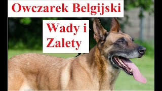 Owczarek Belgijski  Wady i Zalety