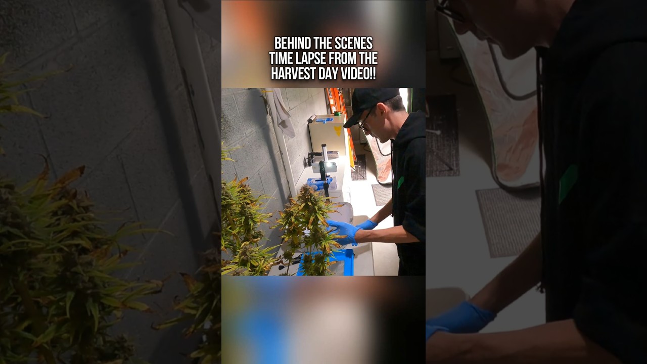 Harvest Day, Behind The Scenes Time Lapse!! What It Looks Like To Be A Solo Creator!