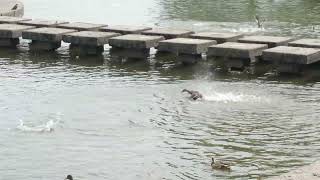видео: Утки на реке резвятся. Утиные истории. The ducks on the river. The birds on the river. Minsk nature. картинка: Утки на реке резвятся. Утиные истории. The ducks on the river. The birds on the river. Minsk nature.