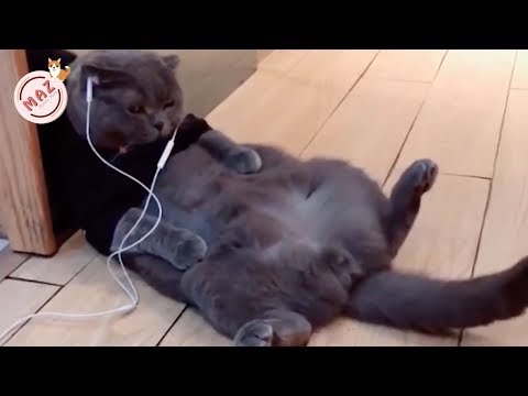 Tik Tok Dog, Cat, Animals - Cute Funny Pets Videos #16