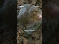 This male mole is looking for a mate - BBC