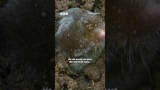 This male mole is looking for a mate - BBC