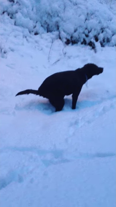 odie - the snow pooping dog - christmas eve 2015
