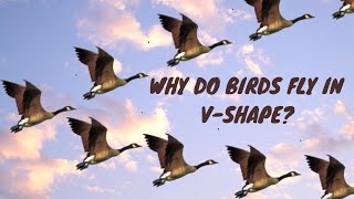 WHY DO BIRDS FLY IN V-SHAPE?