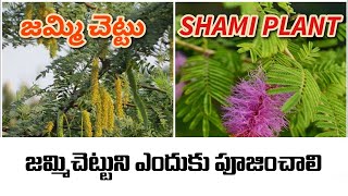Importance and significance of Jammi Chettu in Vijayada... | Doovi