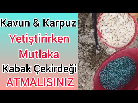 Bunu İzlemeyen  Kavun  ve Karpuzun Lezzetini Anlayamaz