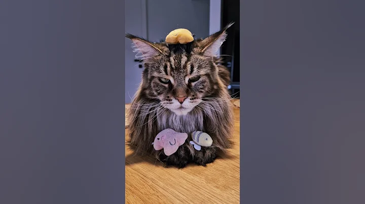 Video 11757841: mains coon cat mainecoon, maine coon cat funny, maine coon cat playing, perfect cat, cat lovers funny, pets