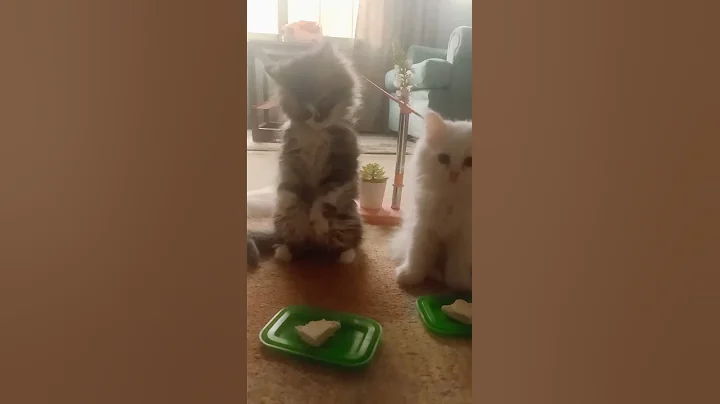 Video 11792291: funny animals funniest cats, clean funny cat