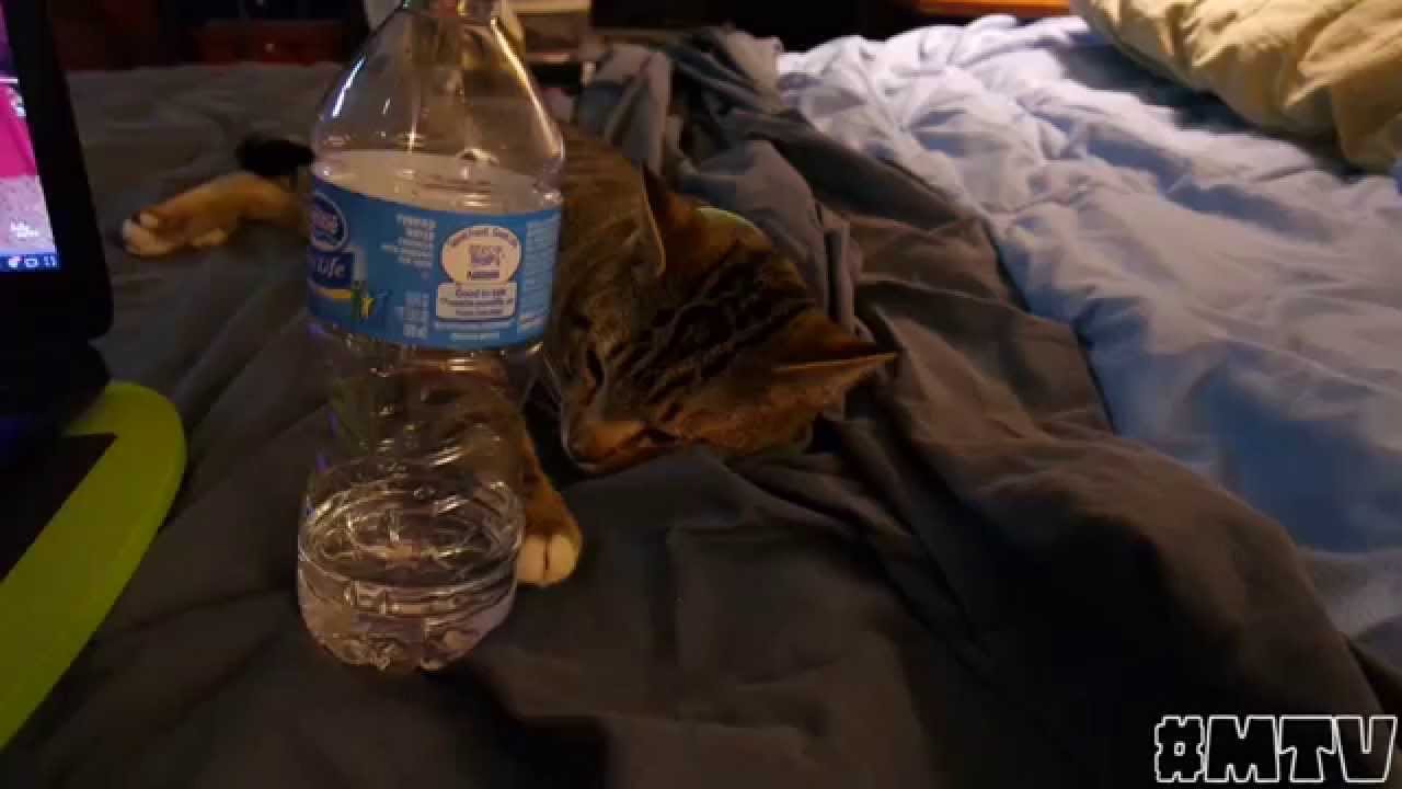 Late Night Grocery Shopping! (Day 129) YouTube