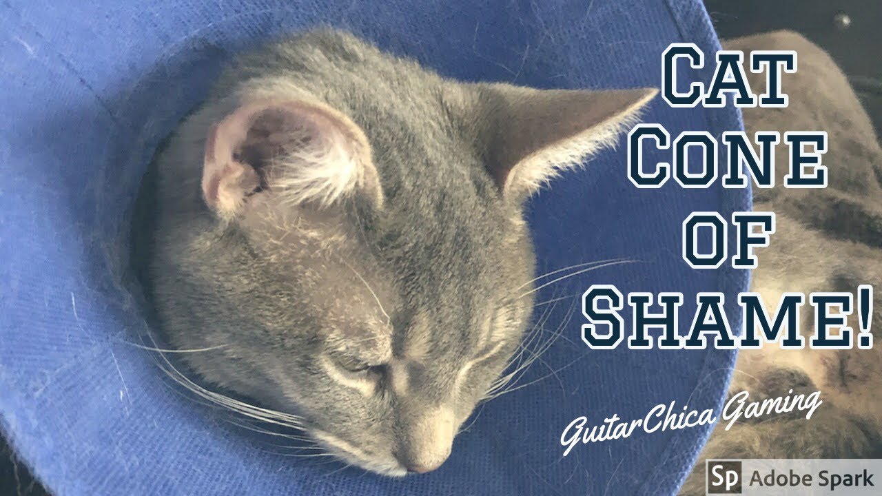 Cute Cat in the Cone of Shame