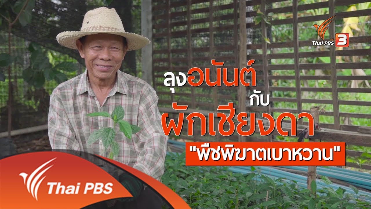 สูงวัยไทยแลนด์ : ผักเชียงดา พืชพิฆาตเบาหวาน (19 เม.ย. 61)