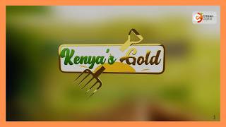 Kenya's Gold feature | Bio- Kenya project [Part 2]