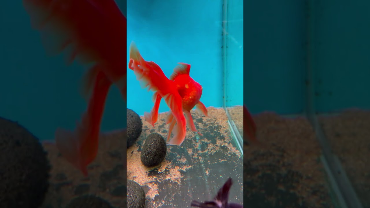 Beautiful Giant Fantail Goldfish