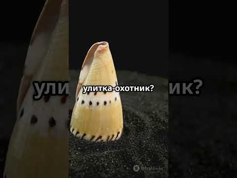 Улитка, которая....