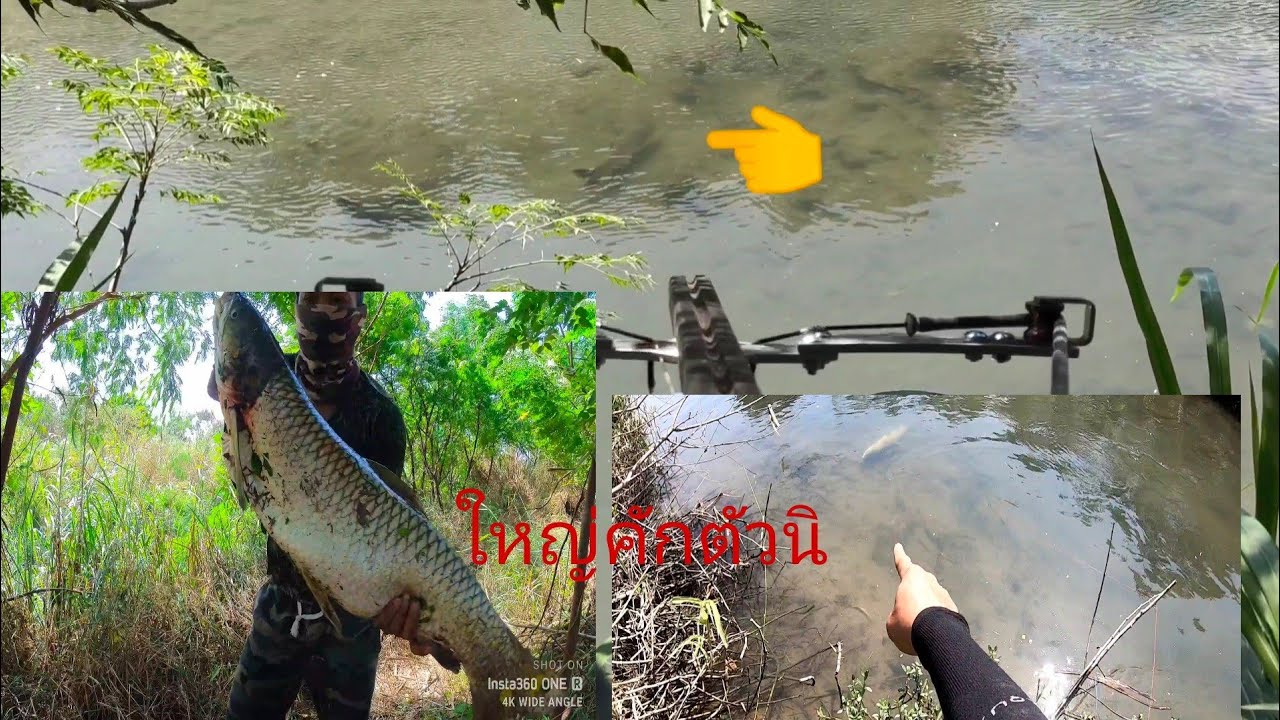 ยิงปลาเฉาฮื้อหรือปลานวลจันทร์ใหญ่สุดกว่าทุกตัวที่เคยยิงมาหลุดขาดไป1ตัวEp.97