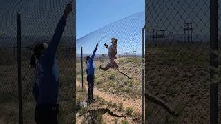 Mountain Lion High Jump