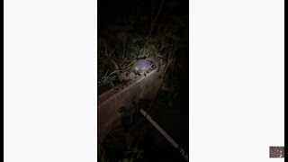 Raccoons at night in yard caused damage to garden 🪴 💥🦝🦝🦝🦝 July 2022