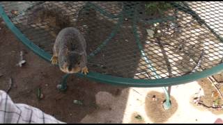 Smart squirrel climbs down tree