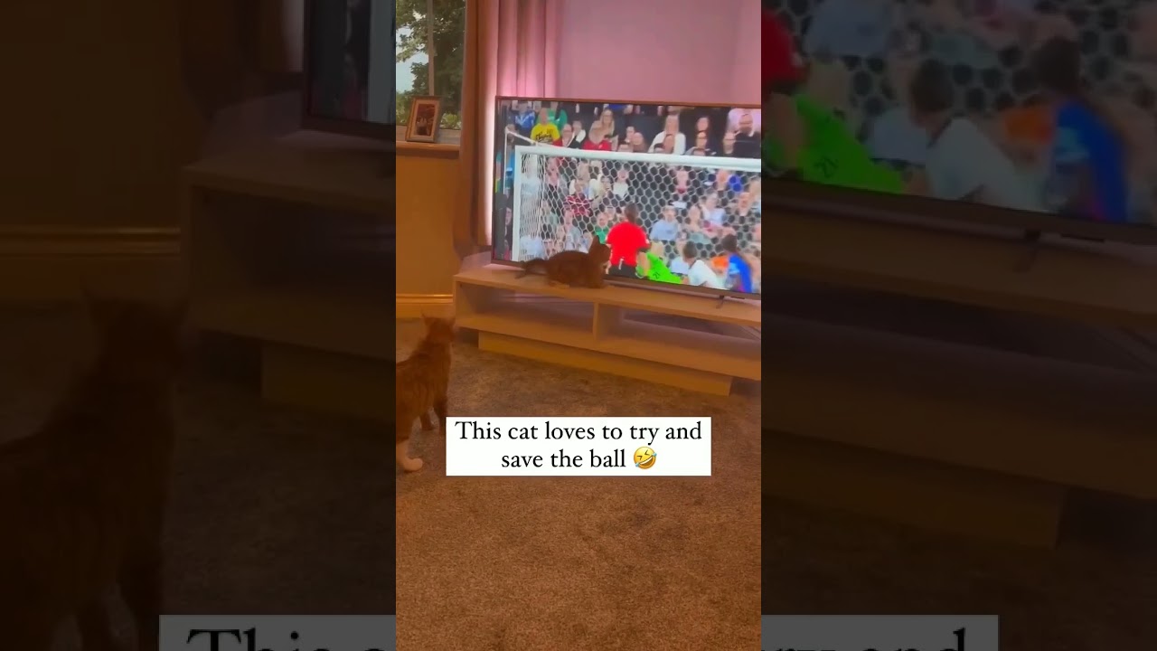 "Unleash the Laughter: Epic and Hilarious Cat Moments 🐱😂". 