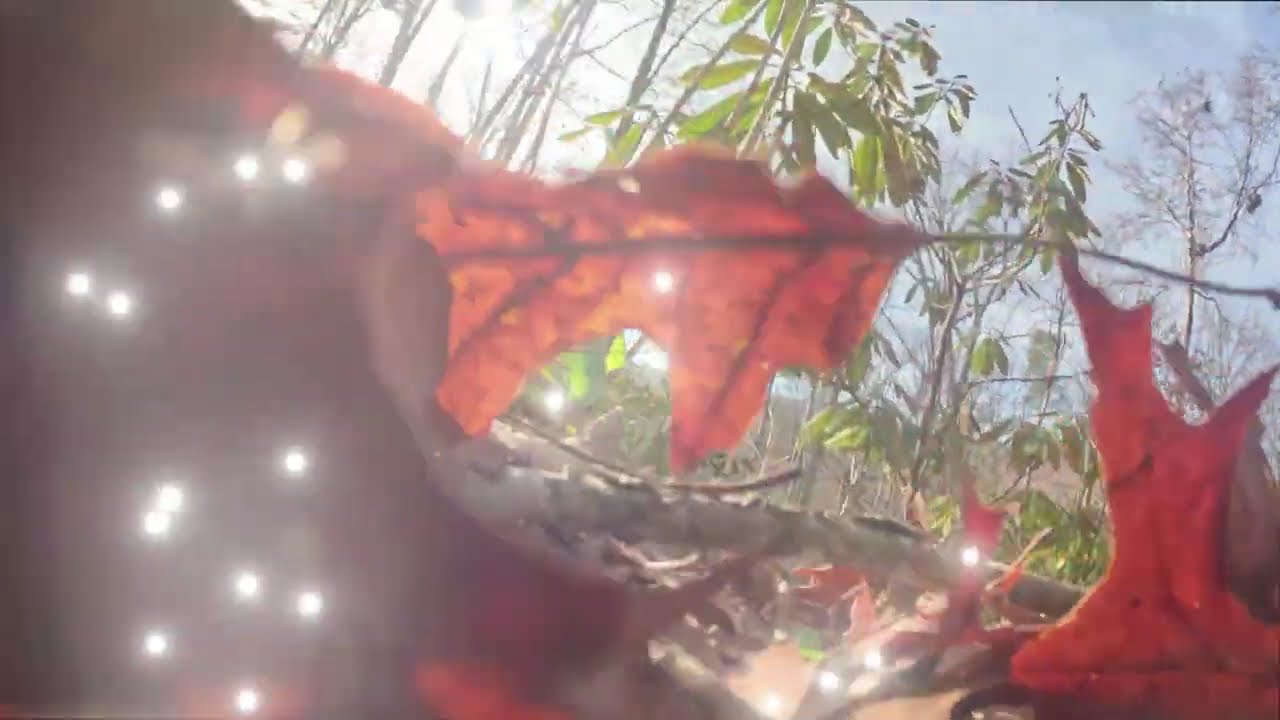 POV: THAT TIME I PUT A GOPRO ON A PUG