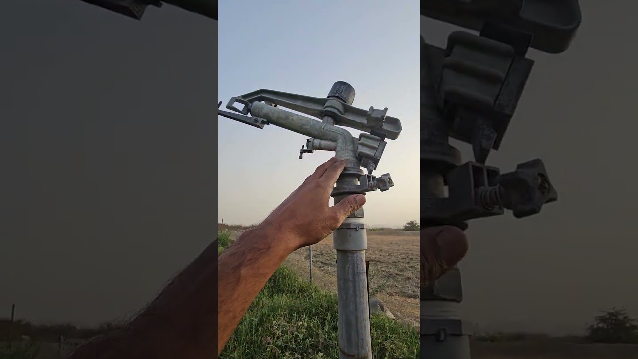 البرسيم والاعلاف وطريقة زراعته وحشه