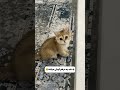 این روزامون به شیرین ترین شکل ممکن میگذره گربه بچه گربه Kitten Cat Cutecat Kittens پیشی 