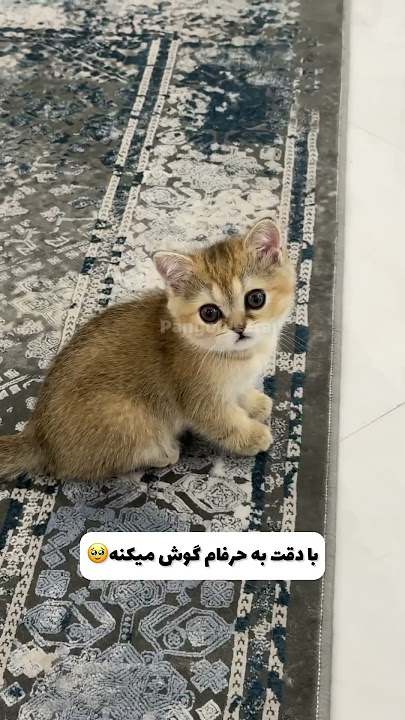 این روزامون به شیرین‌ترین شکلِ ممکن میگذره🥹❤️ #گربه #بچه_گربه #kitten #cat #cutecat #kittens #پیشی